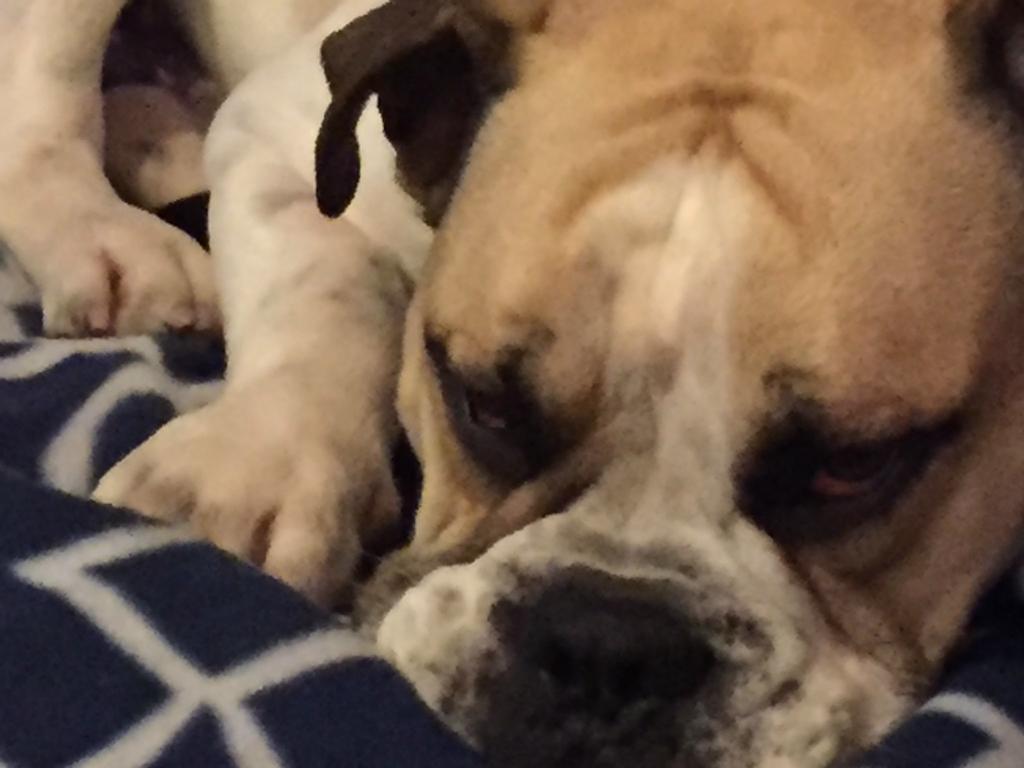 Cool Apartment, Central To Everything, Share With 2X Bulldogs Auckland Exteriör bild