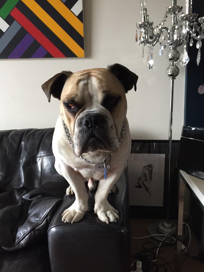 Cool Apartment, Central To Everything, Share With 2X Bulldogs Auckland Exteriör bild