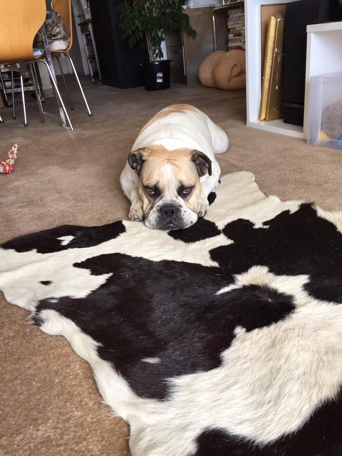 Cool Apartment, Central To Everything, Share With 2X Bulldogs Auckland Rum bild